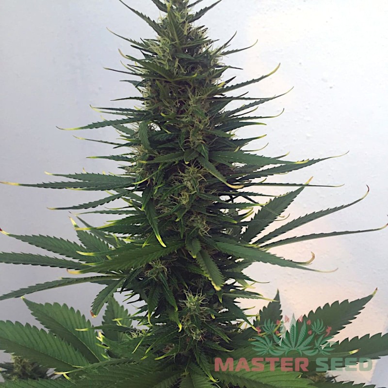 Auto Hindu Kush feminised Master Seed - 3 насінини