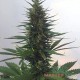 Auto Hindu Kush feminised Master Seed - 3 насінини