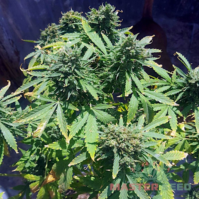 Auto Hindu Kush feminised Master Seed - 3 насінини