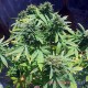 Auto Hindu Kush feminised Master Seed - 3 насінини