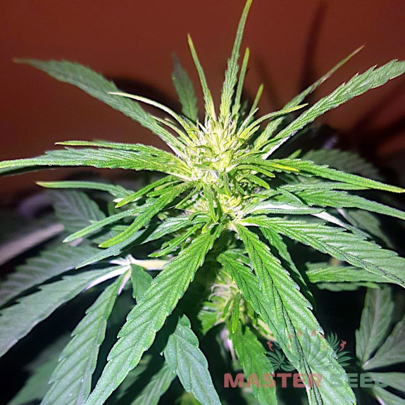 Auto Hindu Kush feminised Master Seed - 3 насінини
