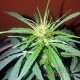 Auto Hindu Kush feminised Master Seed - 3 насінини
