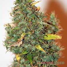 Auto Hindu Kush feminised Master Seed