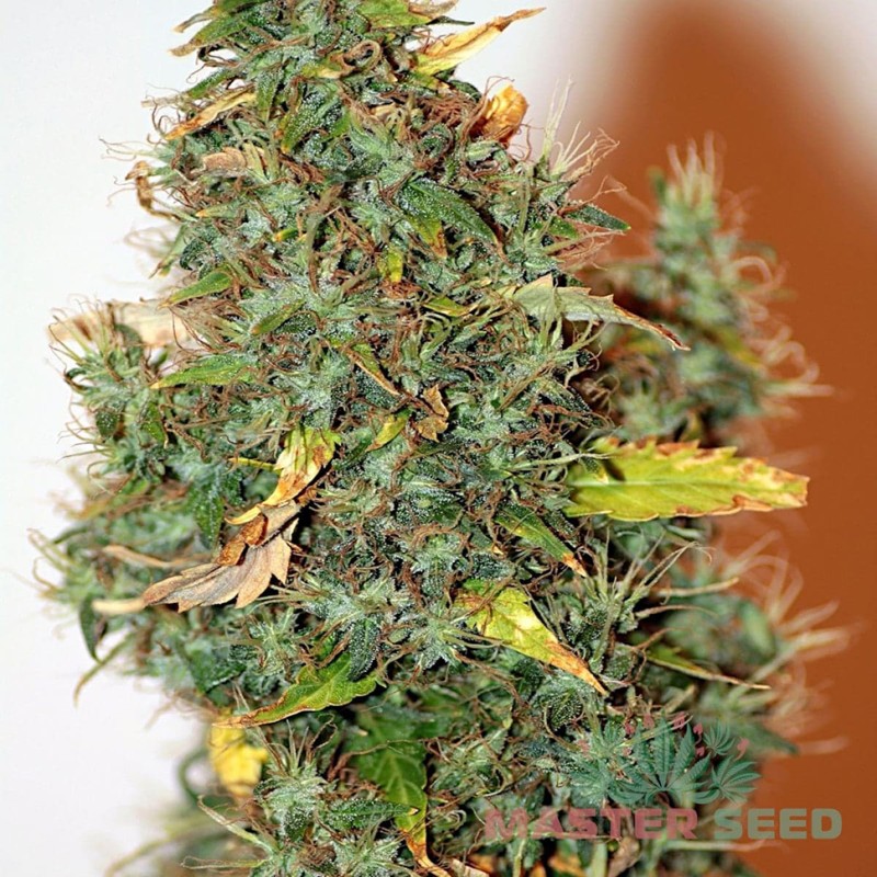 Auto Hindu Kush feminised Master Seed - 3 насінини