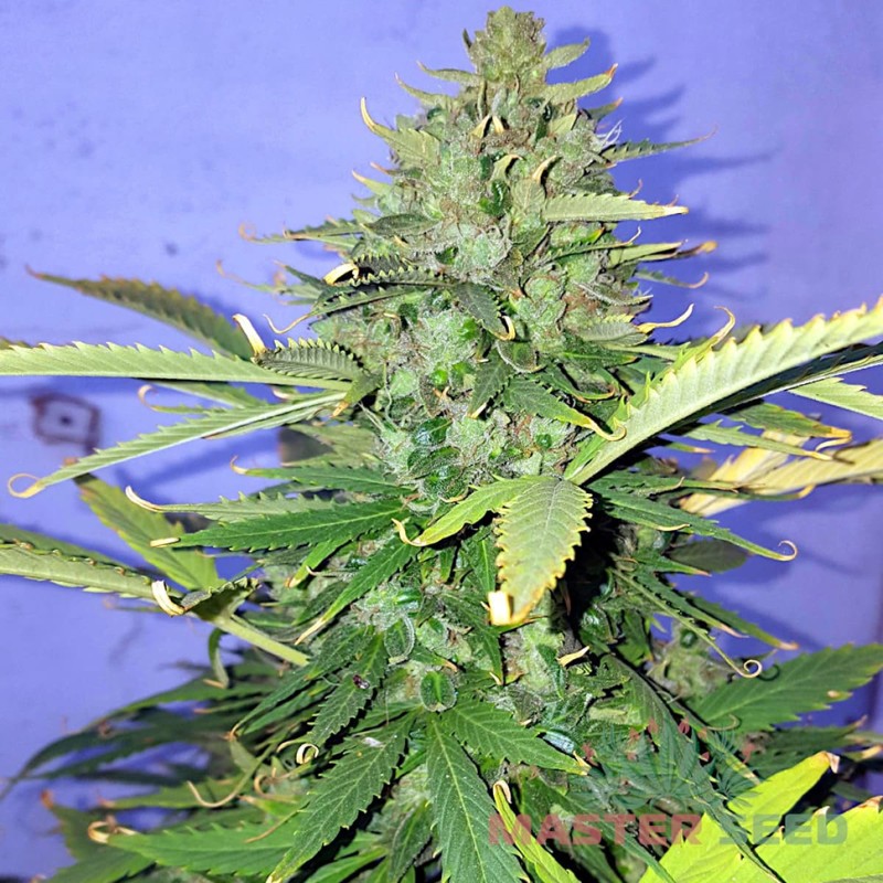 Auto Hindu Kush feminised Master Seed - 3 насінини