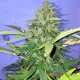 Auto Hindu Kush feminised Master Seed - 3 насінини