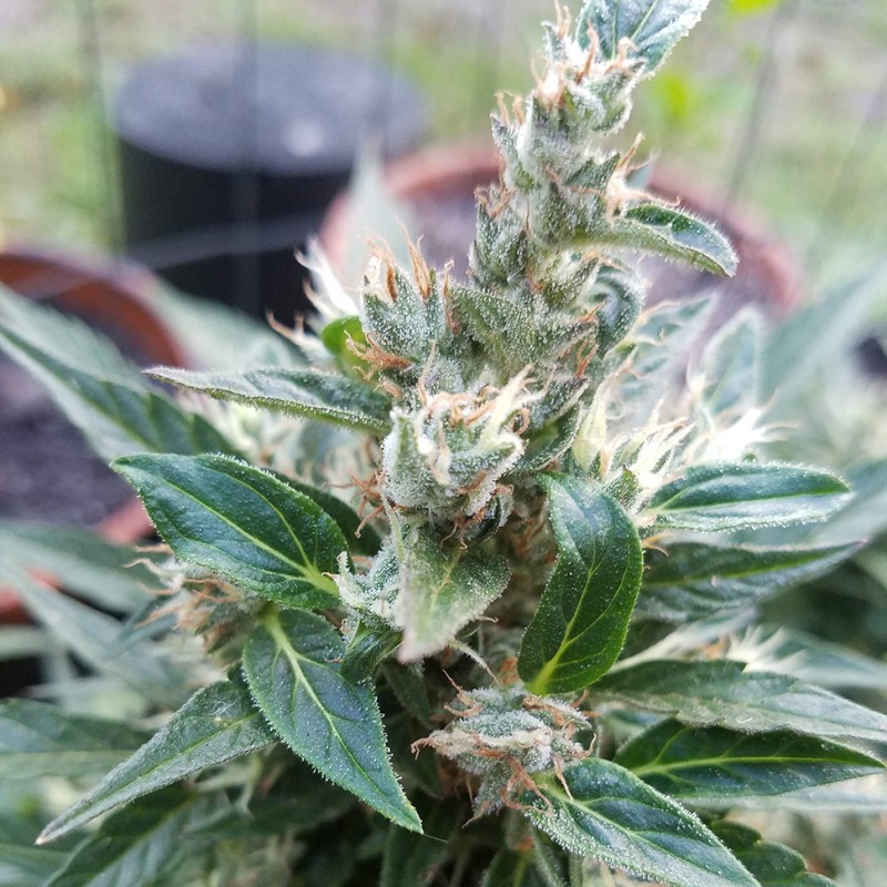 Auto Afghani #1 feminised GanjaLiveSeeds