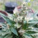 Auto Afghani #1 feminised GanjaLiveSeeds