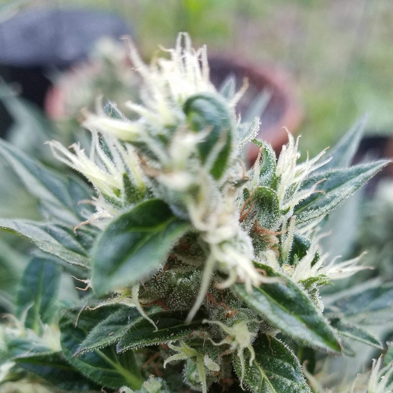 Auto Afghani #1 feminised GanjaLiveSeeds