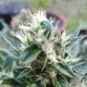 Auto Afghani #1 feminised GanjaLiveSeeds