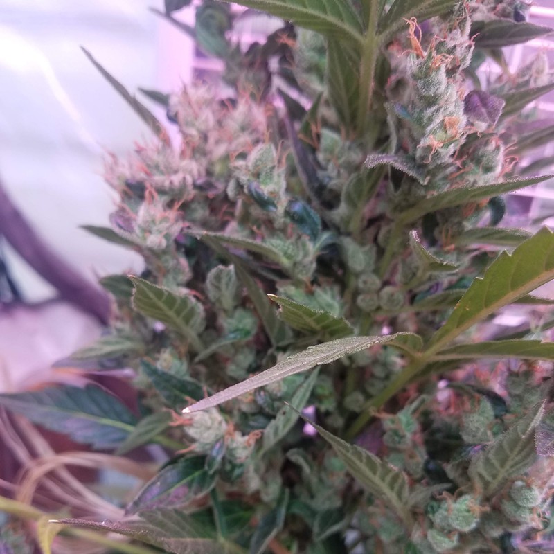 Auto Afghani #1 feminised GanjaLiveSeeds