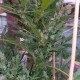 Auto Afghani #1 feminised GanjaLiveSeeds