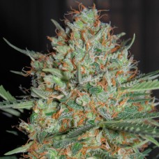 Auto White Widow CBD feminised Ganja Seeds