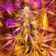 Auto Exodus Cheese CBD feminised Ganja Seeds