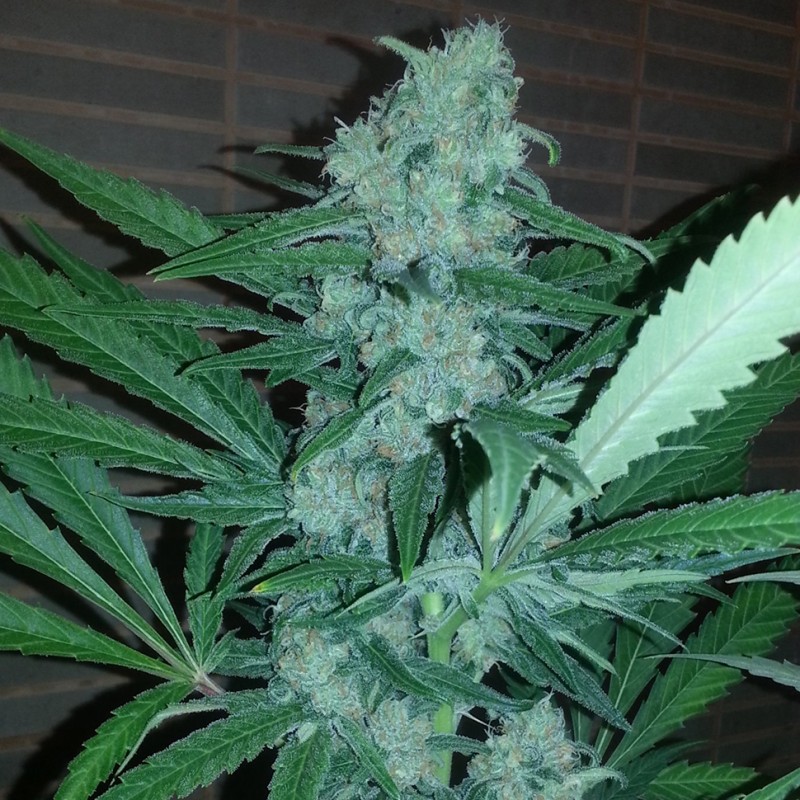 Auto Exodus Cheese CBD feminised Ganja Seeds