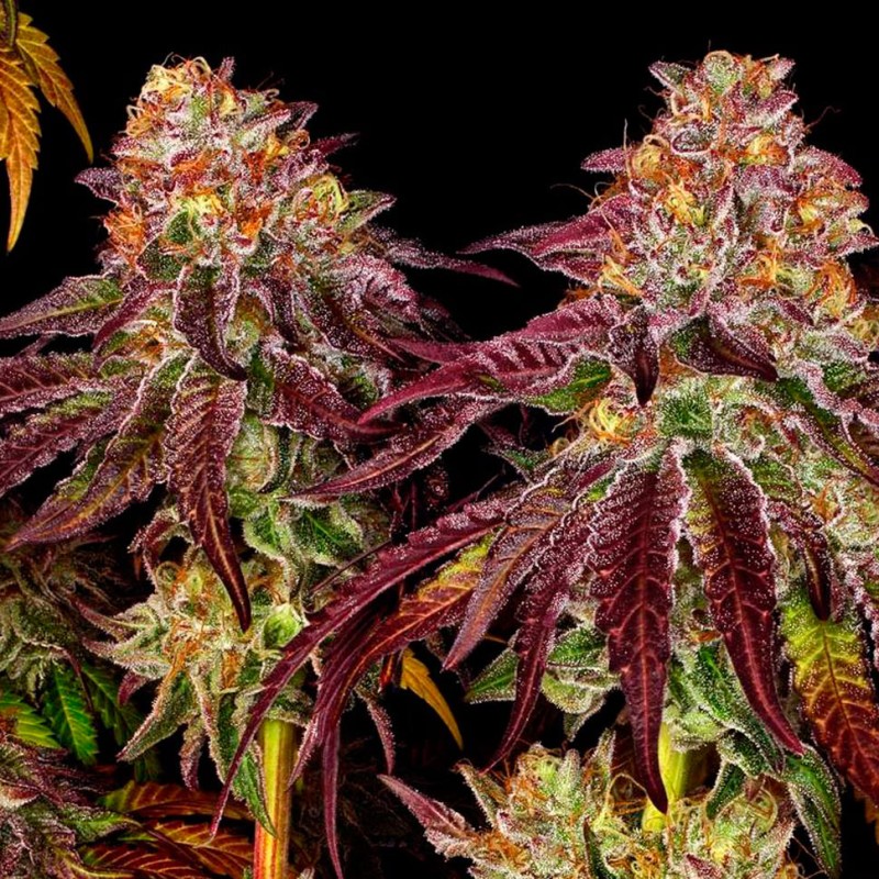 Auto Mimosa feminised Ganja Seeds - 4 насінини