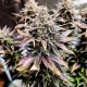 Auto Mimosa feminised Ganja Seeds - 4 насінини