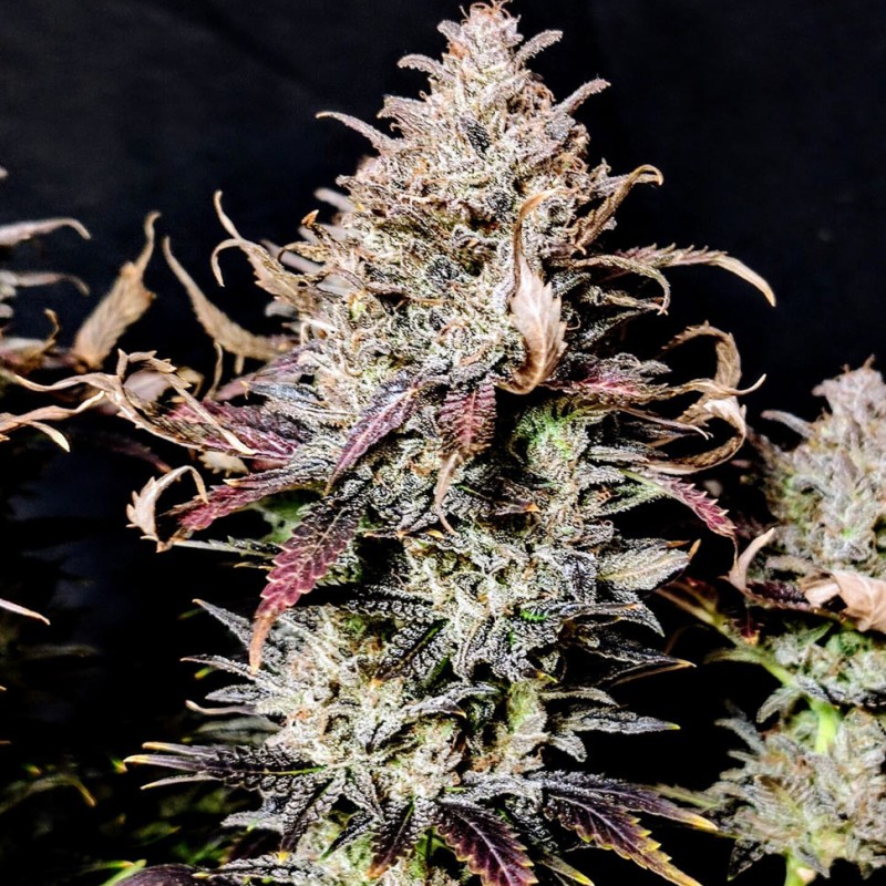 Auto Mimosa feminised Ganja Seeds - 4 насінини