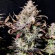 Auto Mimosa feminised Ganja Seeds - 4 насінини
