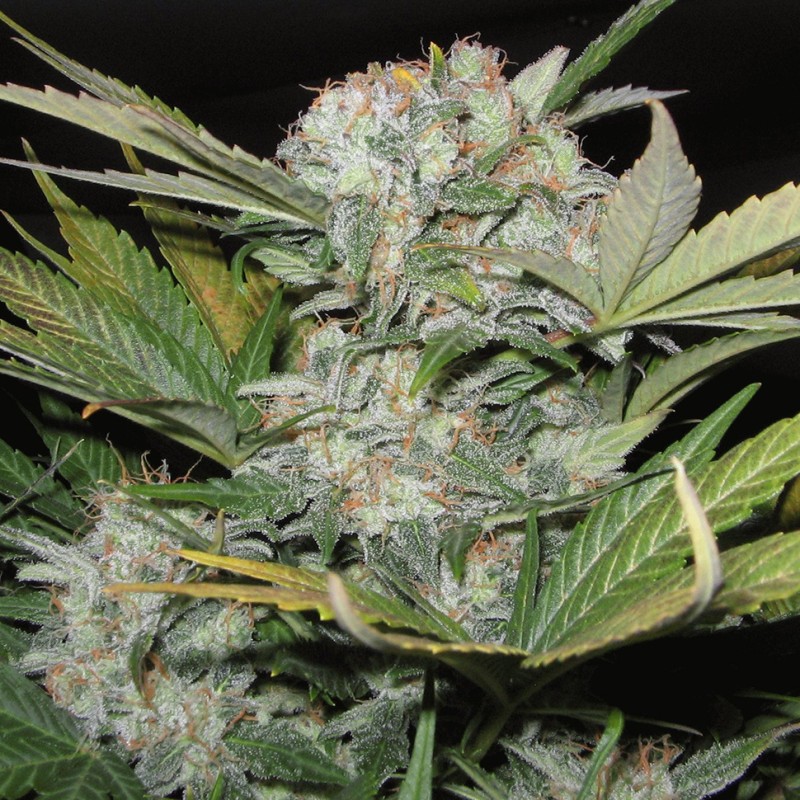 Auto Fast Bud feminised Ganja Seeds - 2 насінини