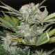 Auto Fast Bud feminised Ganja Seeds - 2 насінини