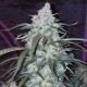 Auto Fast Bud feminised Ganja Seeds - 2 насінини