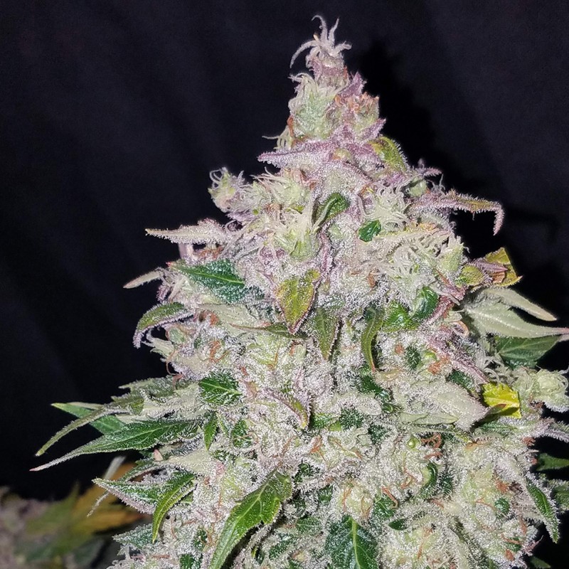 Auto Fast Bud feminised Ganja Seeds - 2 насінини