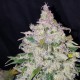 Auto Fast Bud feminised Ganja Seeds - 2 насінини