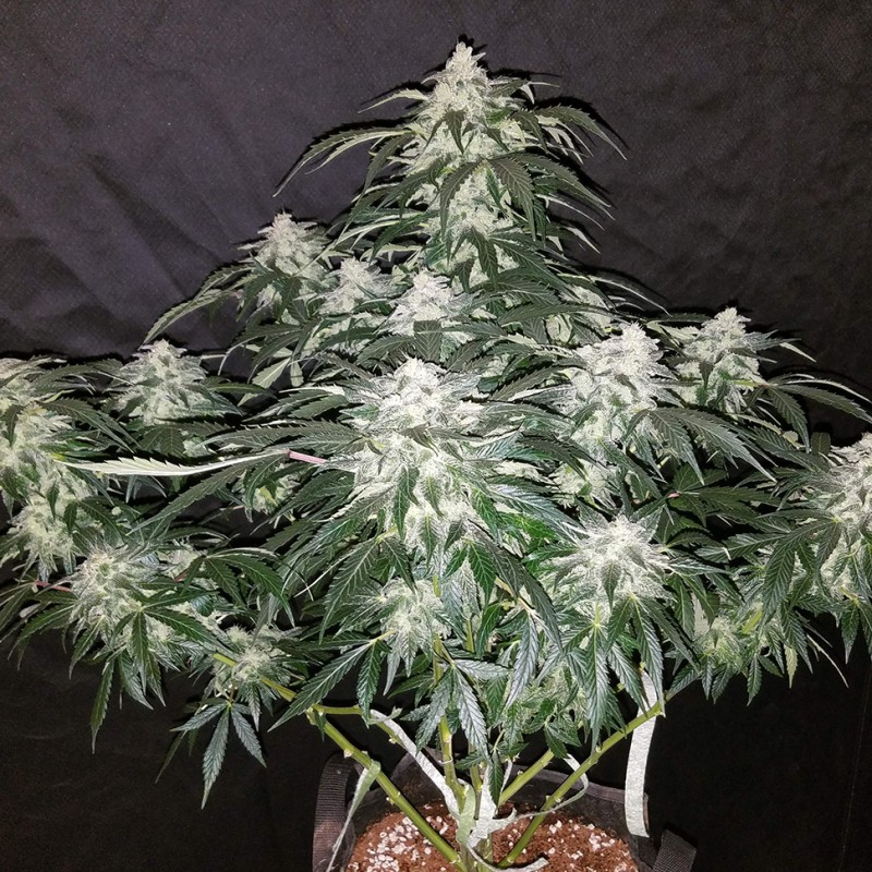 Auto Fast Bud feminised Ganja Seeds - 2 насінини