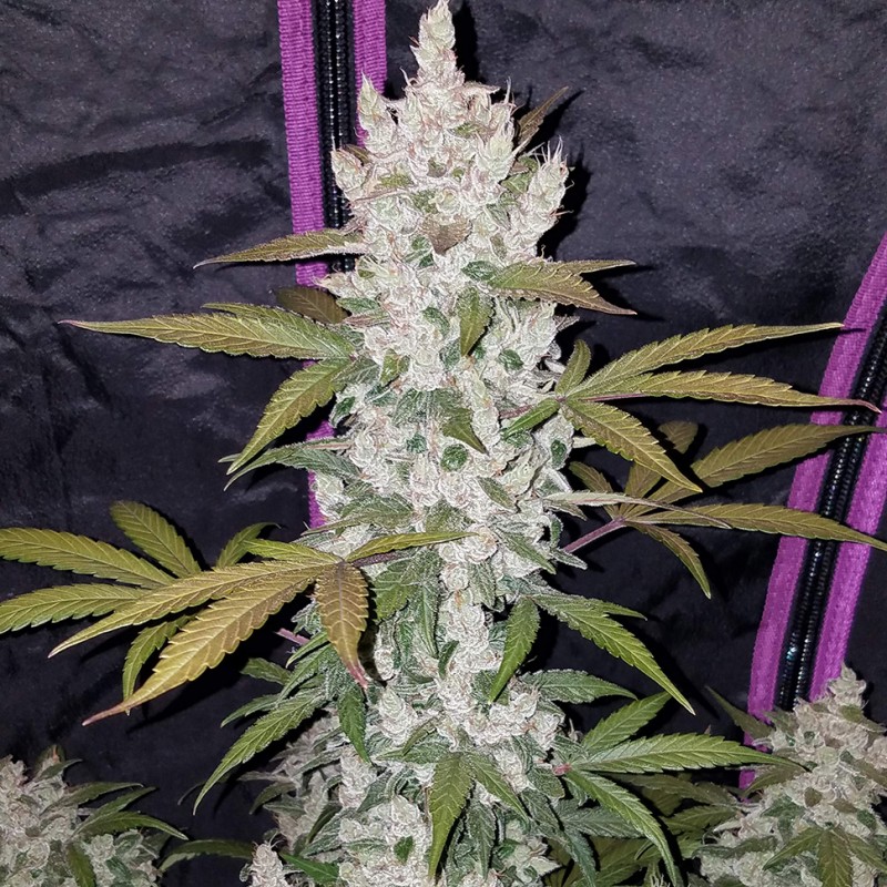 Auto Fast Bud feminised Ganja Seeds - 2 насінини