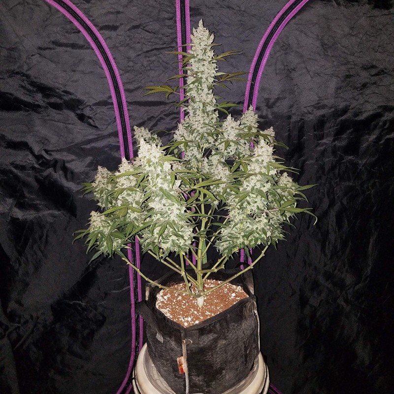 Auto Fast Bud feminised Ganja Seeds - 2 насінини