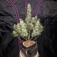 Auto Fast Bud feminised Ganja Seeds - 2 насінини