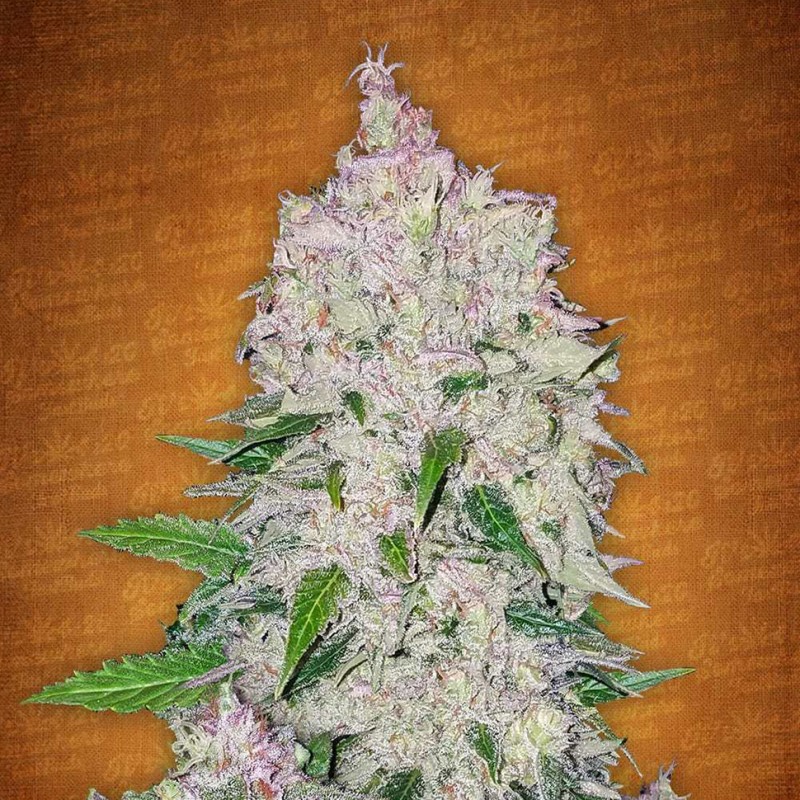 Auto Fast Bud feminised Ganja Seeds - 2 насінини