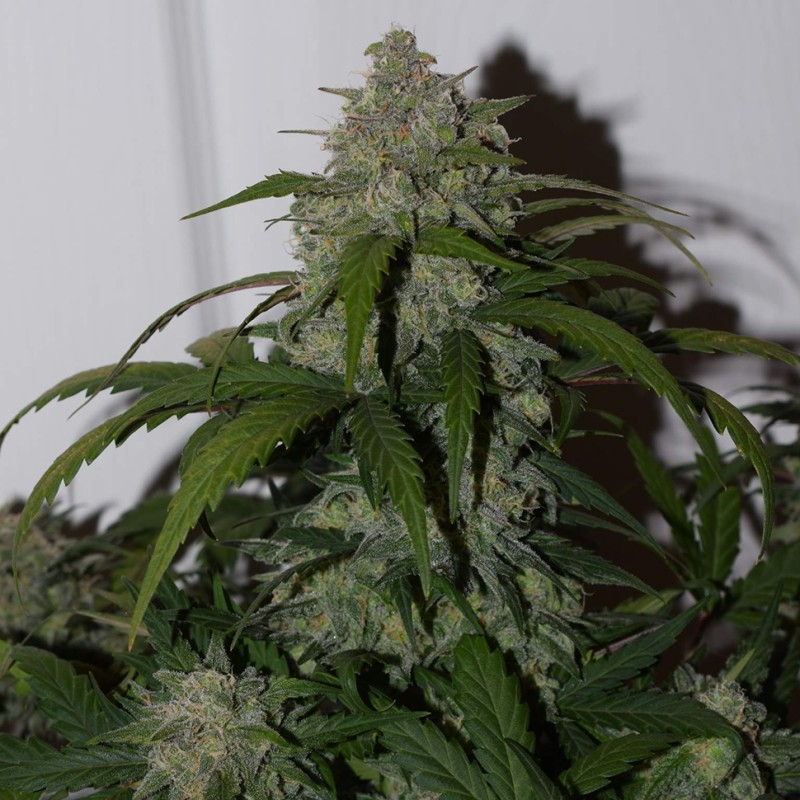 Auto Fast Bud feminised Ganja Seeds - 2 насінини
