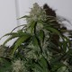 Auto Fast Bud feminised Ganja Seeds - 2 насінини