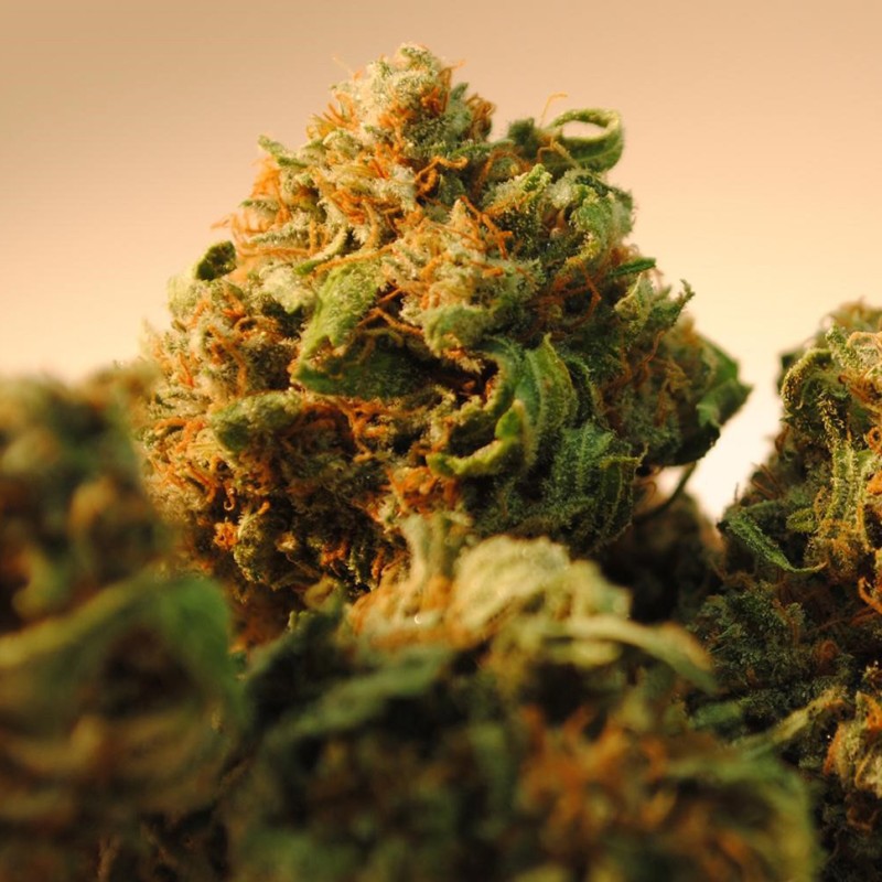 Bubble Yam feminised Ganja Seeds