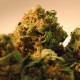 Bubble Yam feminised Ganja Seeds