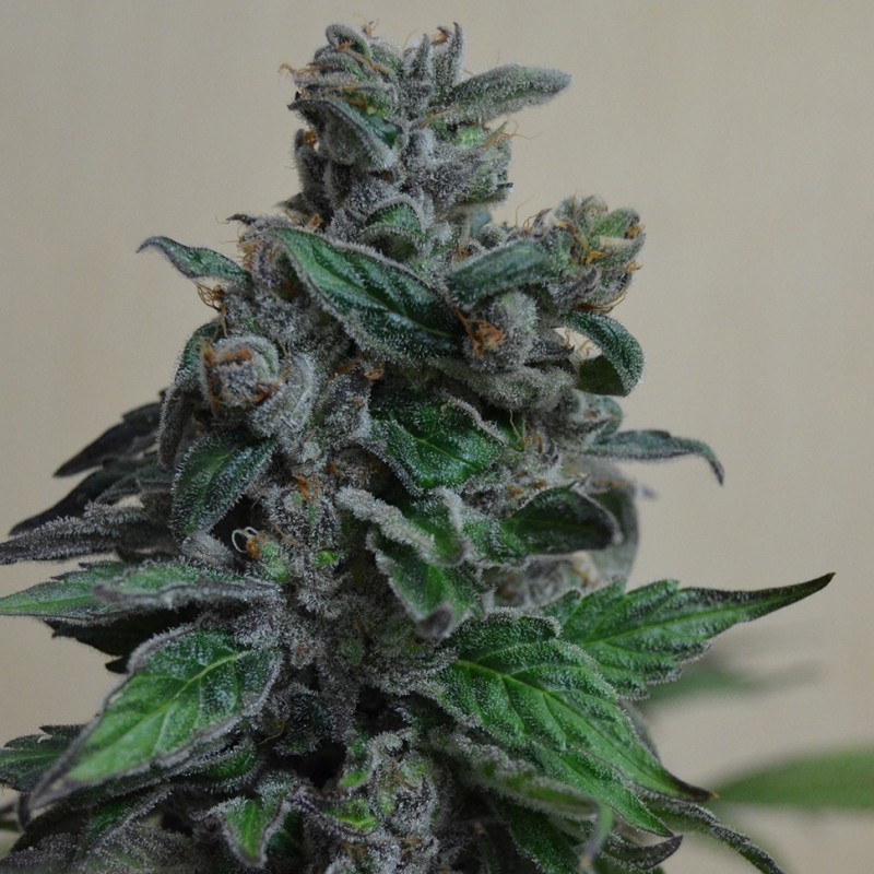 Кубанский убийца feminised Ganja Seeds - 7 насінин