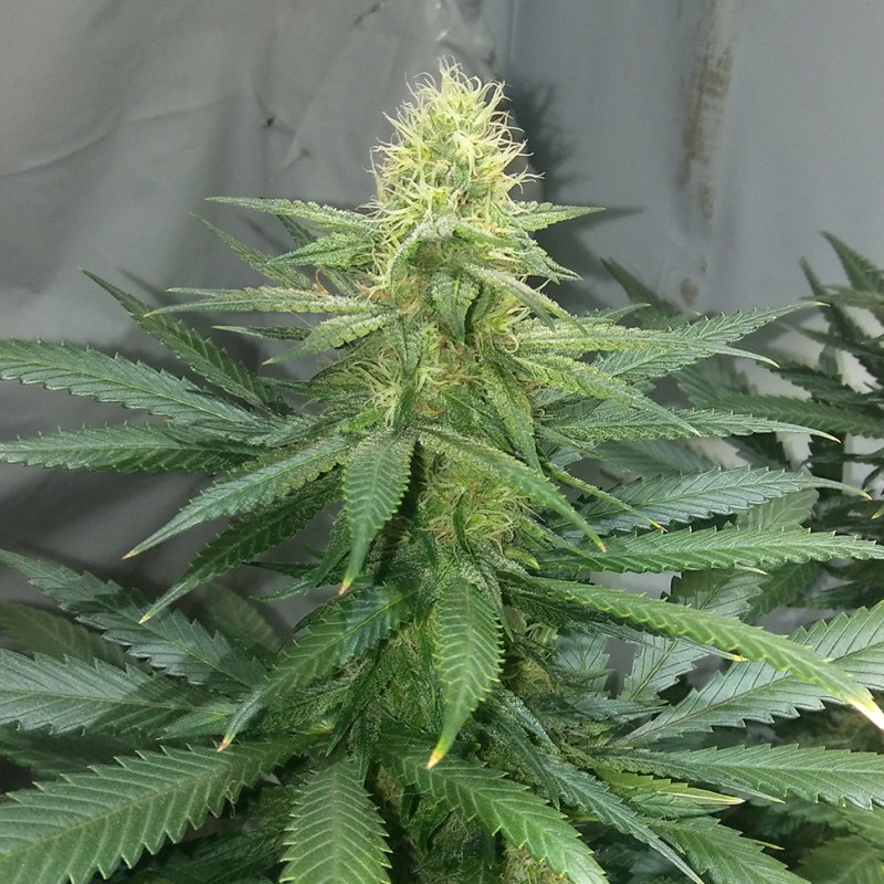 Auto AK 47 feminised GanjaLiveSeeds