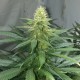 Auto AK 47 feminised GanjaLiveSeeds