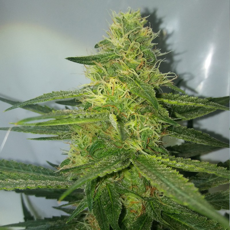 Auto AK 47 feminised GanjaLiveSeeds