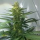 Auto AK 47 feminised GanjaLiveSeeds