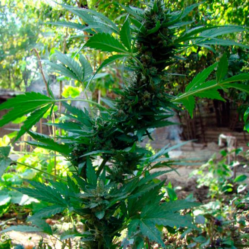 Auto AK 47 feminised GanjaLiveSeeds