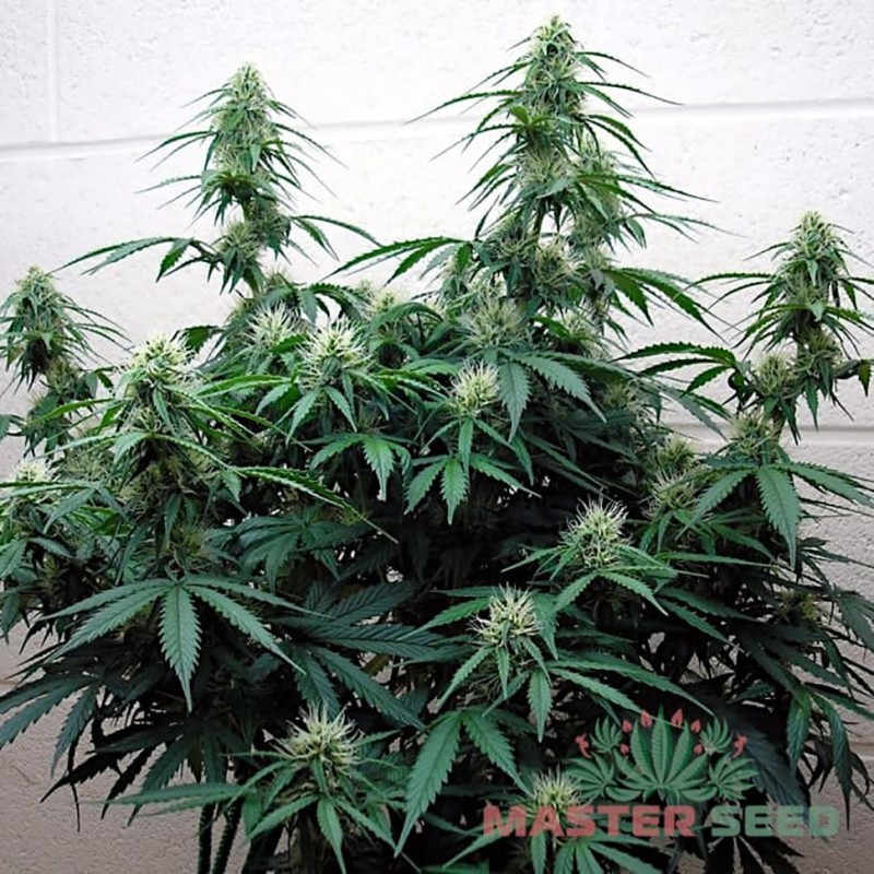 Auto Jack Herer feminised Master Seed - 10 насінин