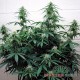 Auto Jack Herer feminised Master Seed - 10 насінин