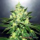 Auto Jack Herer feminised Master Seed - 10 насінин