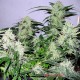 Auto Jack Herer feminised Master Seed - 10 насінин