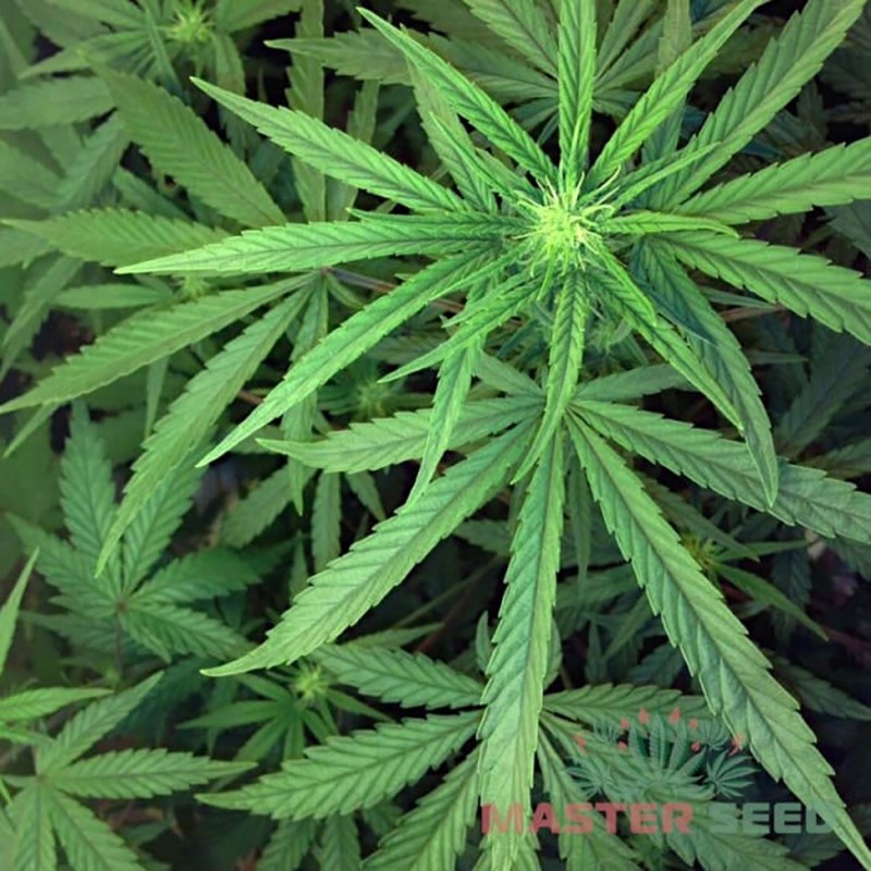 Auto Jack Herer feminised Master Seed - 10 насінин