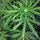 Auto Jack Herer feminised Master Seed - 10 насінин