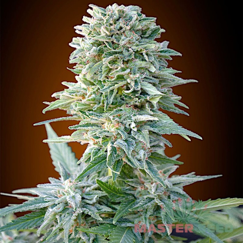 Auto Jack Herer feminised Master Seed - 10 насінин